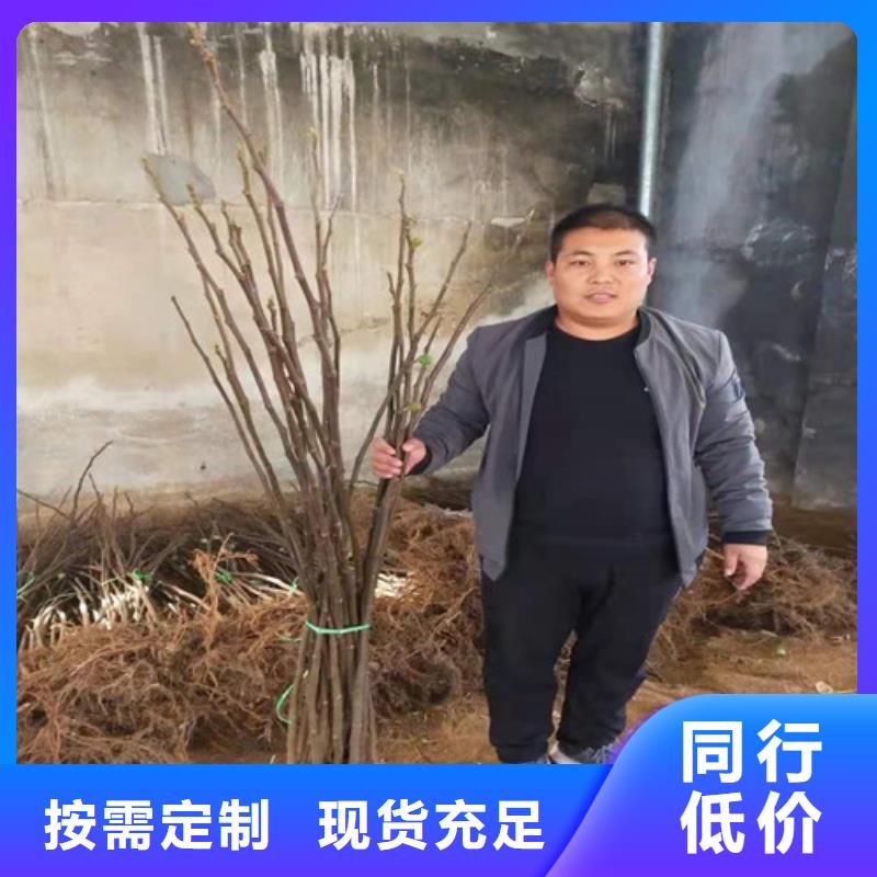無花果大棚草莓苗匠心工藝