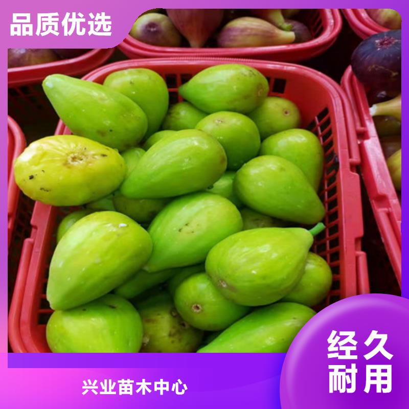 【無花果大雪棗苗實力商家供貨穩(wěn)定】