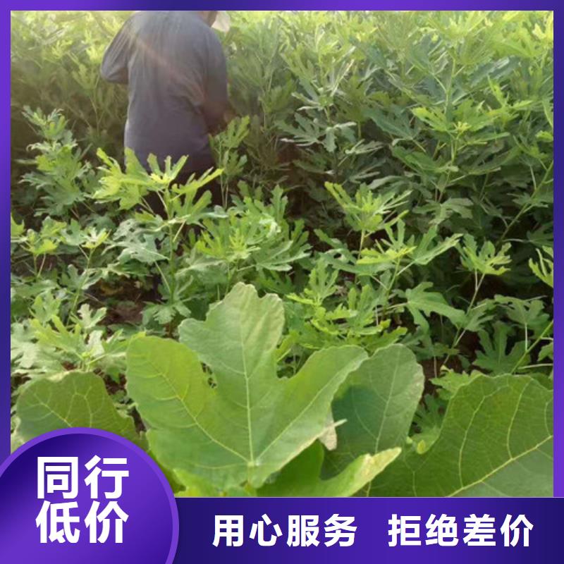 华丽无花果树苗种植基地