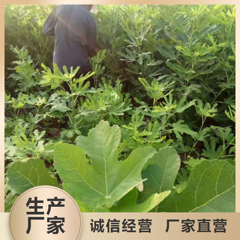 无花果西瓜苗细节决定成败