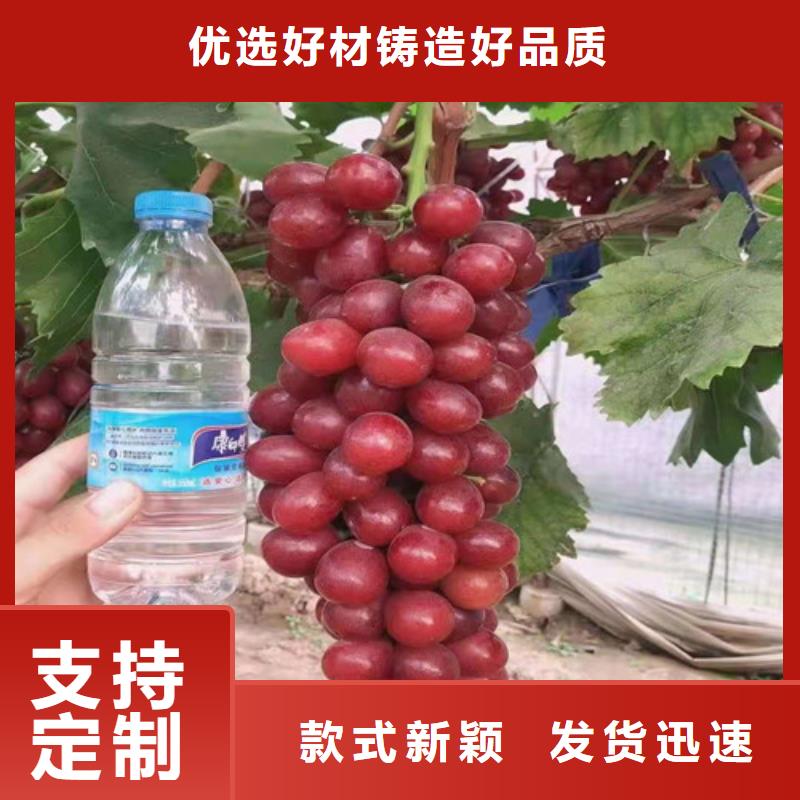美人指葡萄樹