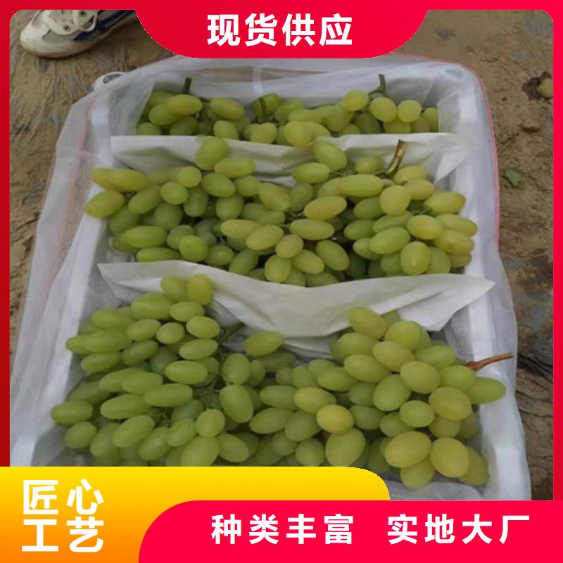 中國紅玫瑰葡萄樹苗