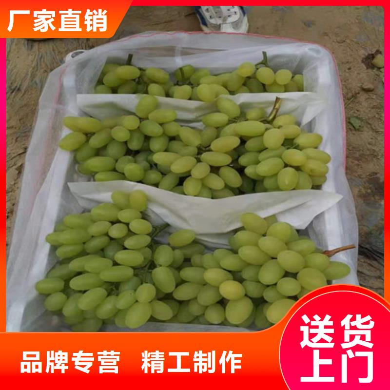 深紅無籽葡萄樹苗商家
