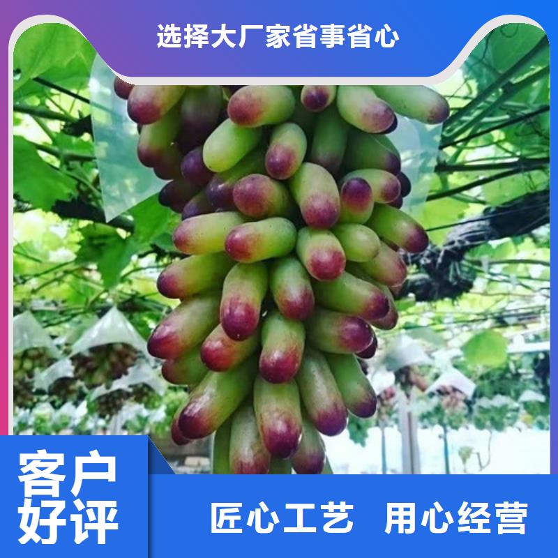 富士之輝葡萄苗一顆多少錢