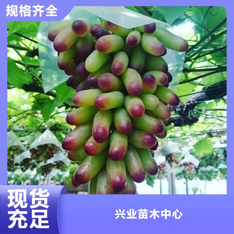 黄金密葡萄苗