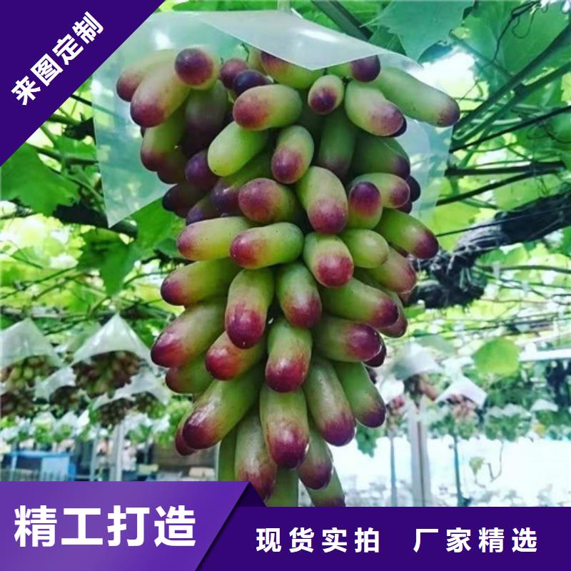葡萄苹果苗粘木热销产品
