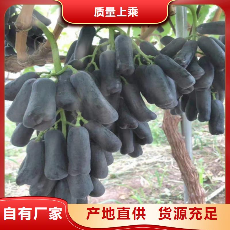 維吾爾自治區(qū)晨香葡萄苗