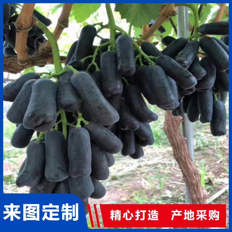 葡萄桃樹苗品質(zhì)優(yōu)選