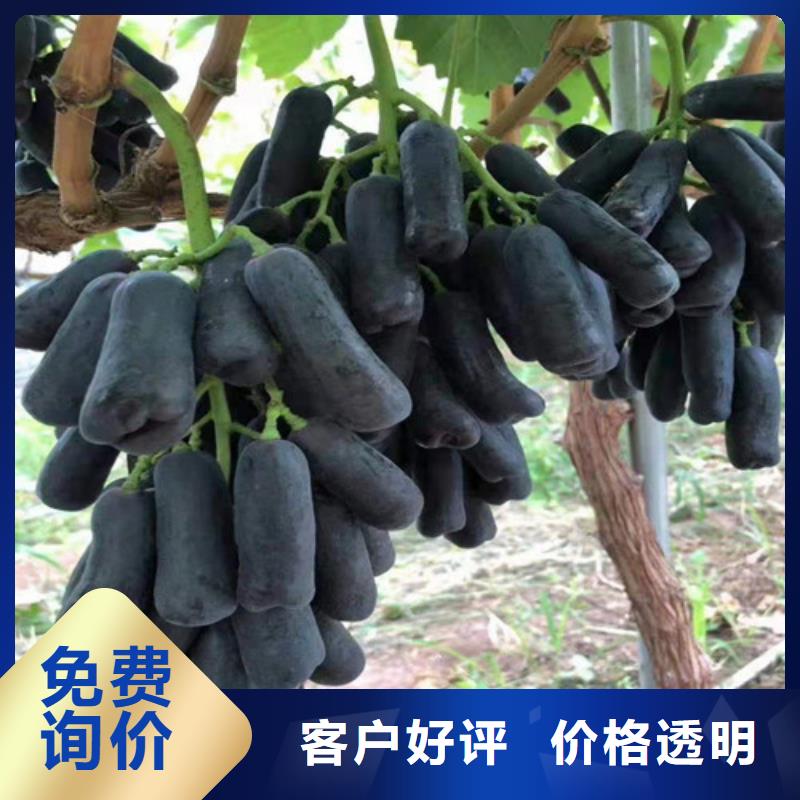 葡萄桃樹苗拒絕中間商