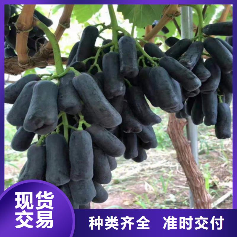 富士之輝葡萄樹