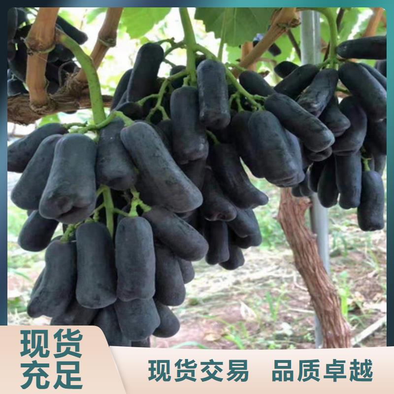 白雞心葡萄苗多少錢一棵