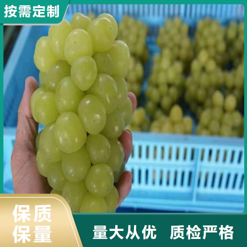 赤霞珠葡萄樹種植基地