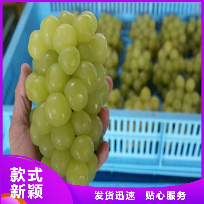 紅指葡萄樹苗