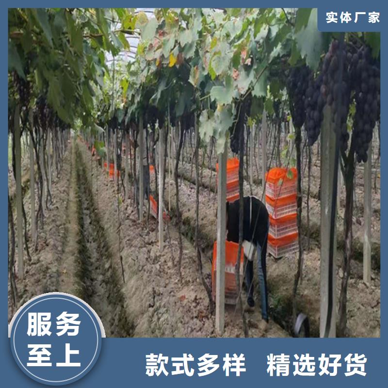 葡萄油桃苗实力公司