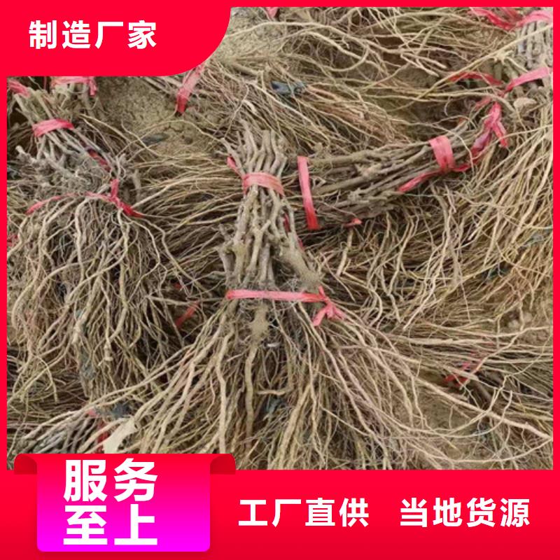 富士之輝葡萄樹