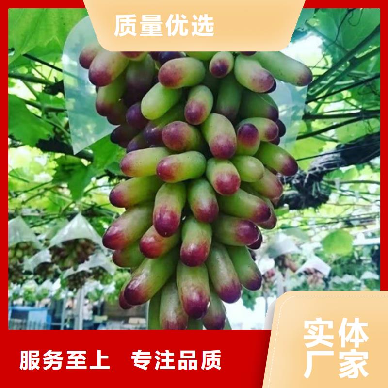 占地葡萄樹苗
