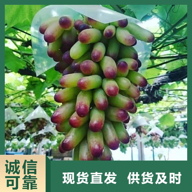 戶太8號葡萄樹苗怎樣購買