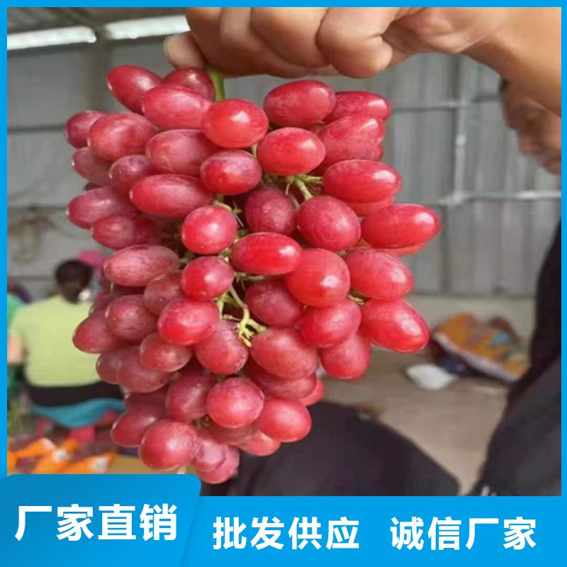 中國紅玫瑰葡萄樹苗