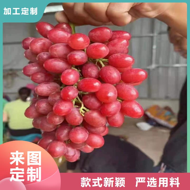 葡萄樹苗