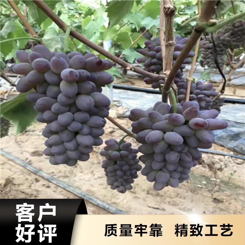 葡萄,【花椒苗】真材实料诚信经营