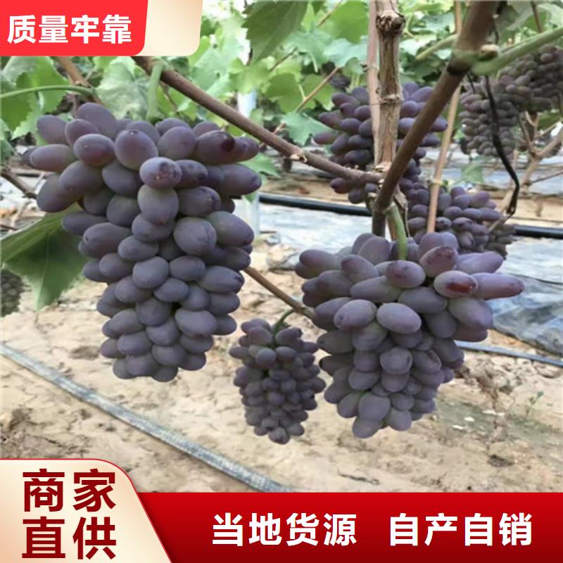 克倫生葡萄苗基地