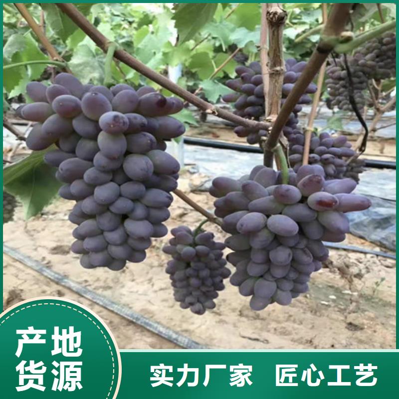 富士之輝葡萄苗一顆多少錢