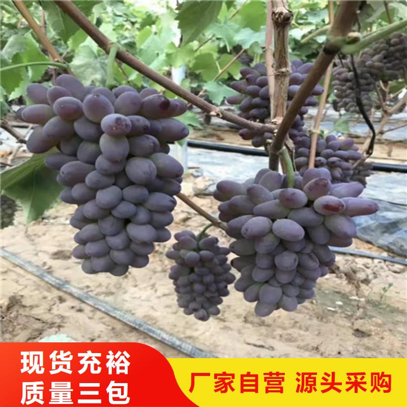 金手指葡萄苗基地