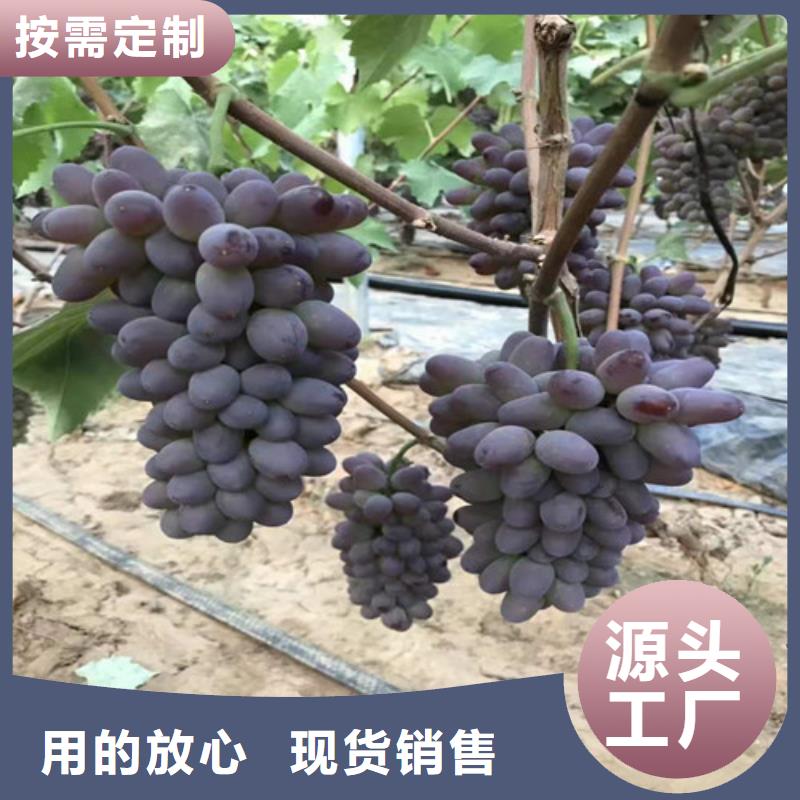 旺蒼晨香葡萄樹