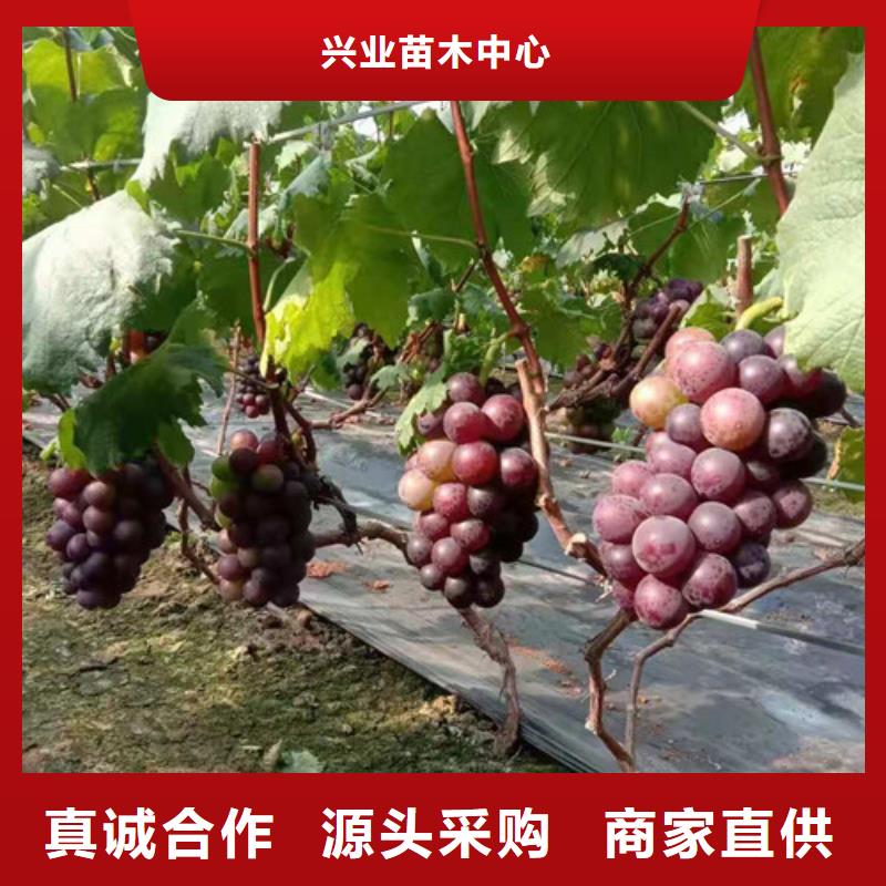 魏可葡萄樹苗