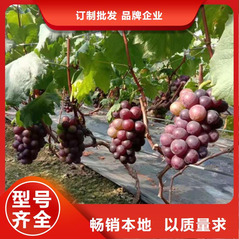白雞心葡萄苗