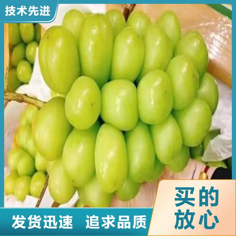 中國紅玫瑰葡萄樹