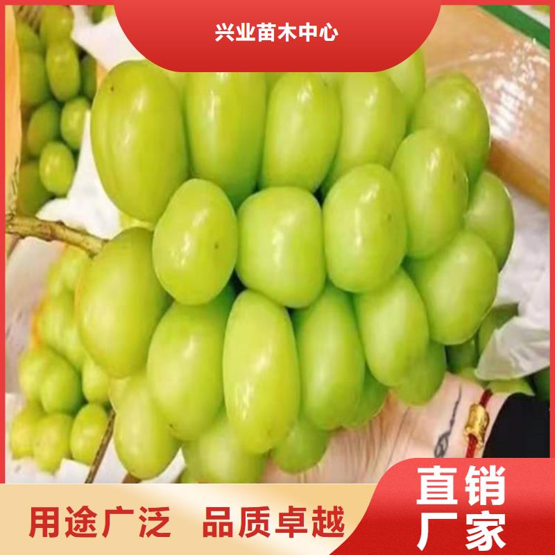葡萄紅富士苗選擇大廠家省事省心