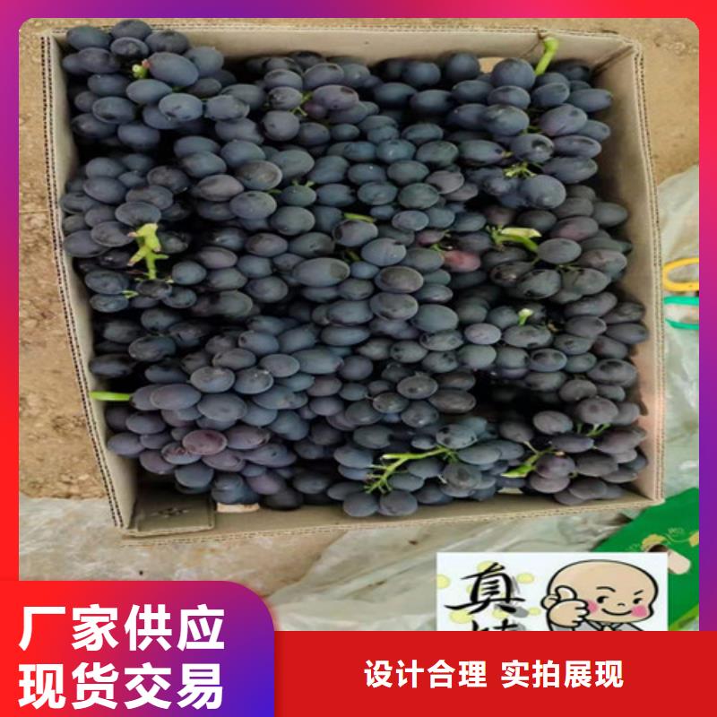 苹果苗视频-云南省文山市|麻栗坡|砚山|西双版纳|楚雄|玉溪|大理苹果苗-兴业