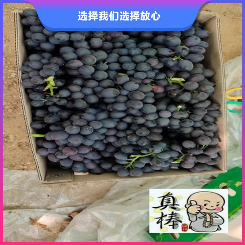 黑皇葡萄樹苗