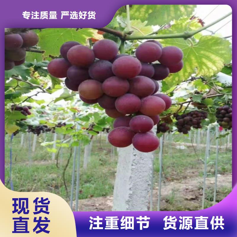 葡萄樹批發