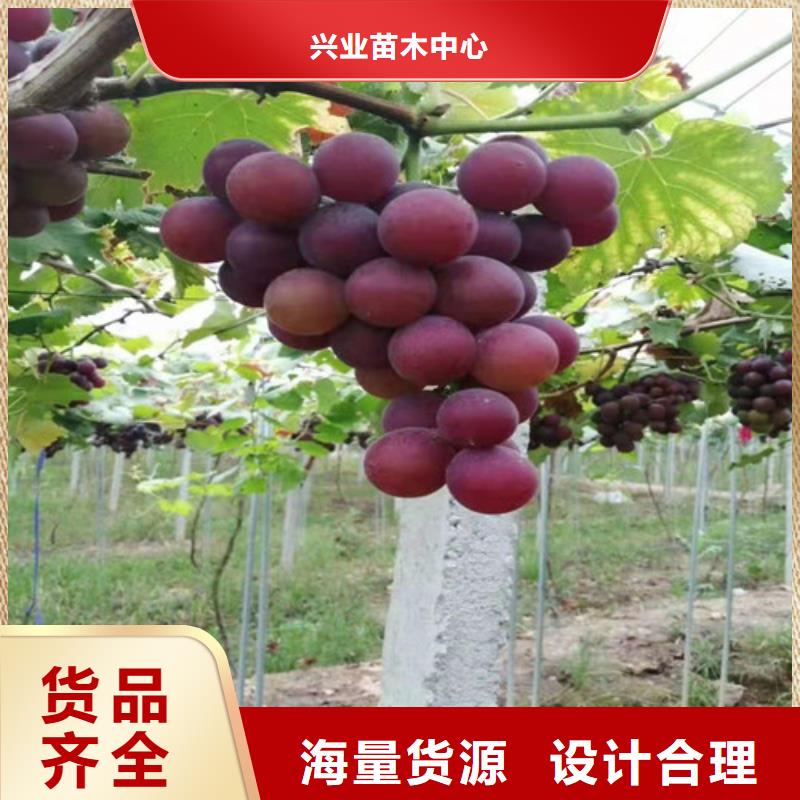 葡萄_獼猴桃苗物流配送