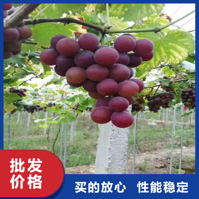 摩爾多瓦葡萄苗