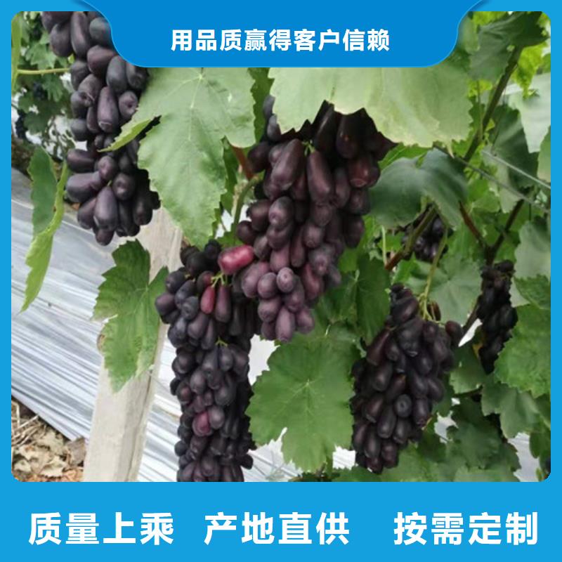 早夏無(wú)核葡萄樹(shù)苗