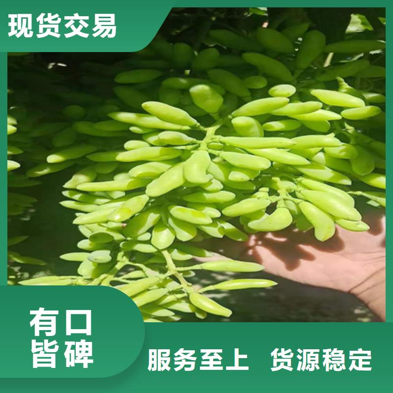 脆光葡萄苗