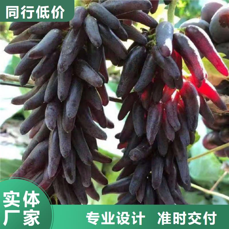 甜蜜藍寶石無核葡萄樹多少錢一棵