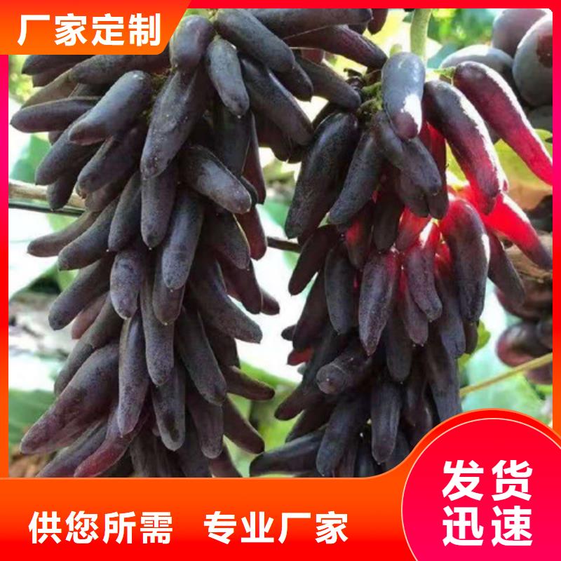 紹興一號葡萄苗