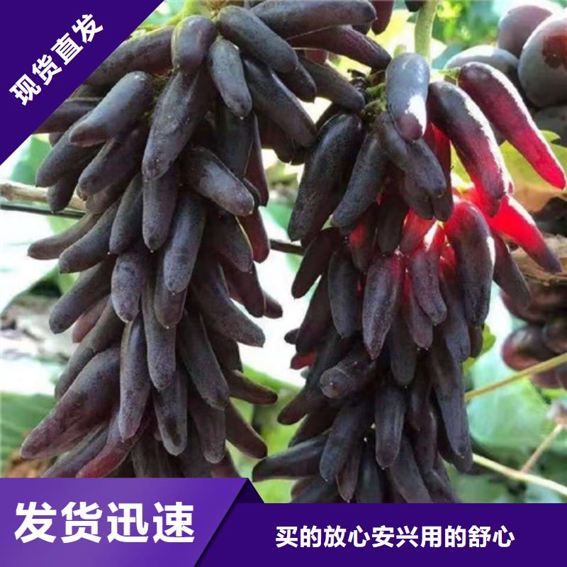 苹果苗视频-云南省文山市|麻栗坡|砚山|西双版纳|楚雄|玉溪|大理苹果苗-兴业