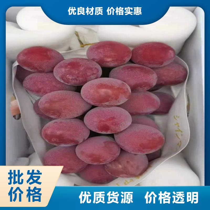 金手指葡萄苗基地