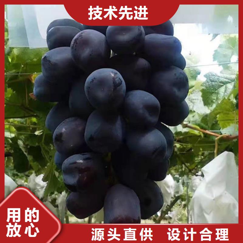 葡萄冬棗苗產地批發