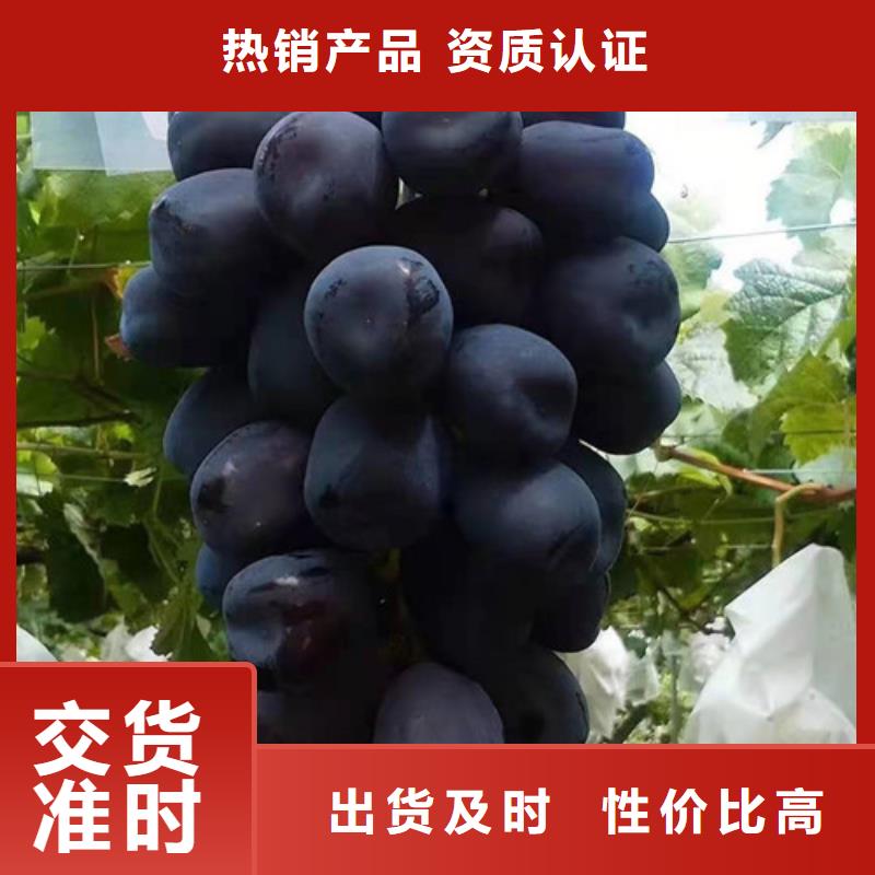 早霞玖瑰葡萄樹苗
