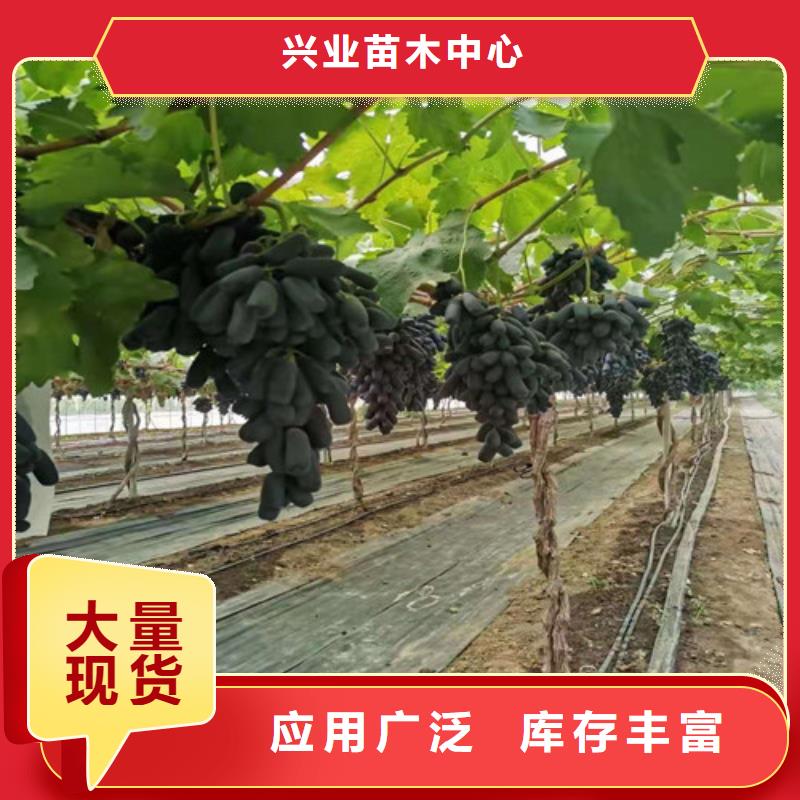 陽光十三葡萄苗2025品種