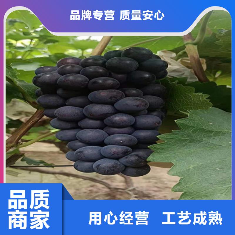 康克葡萄苗