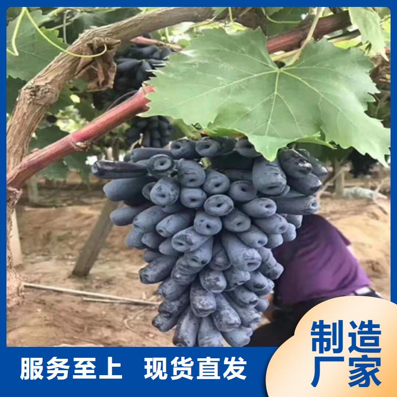 早霞玖瑰葡萄苗