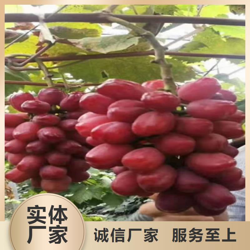葡萄樹苗種植技術(shù)
