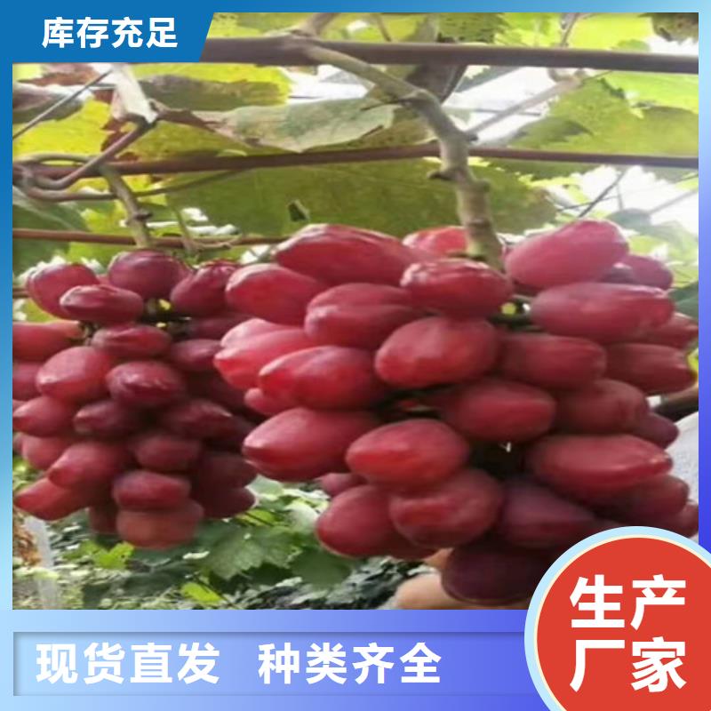 妮娜皇后葡萄樹苗